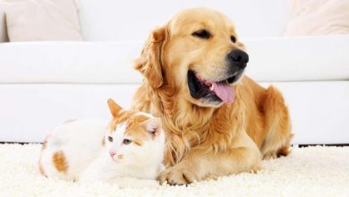 Photo of The Complete Guide to Understanding Pet Insurance Coverage
