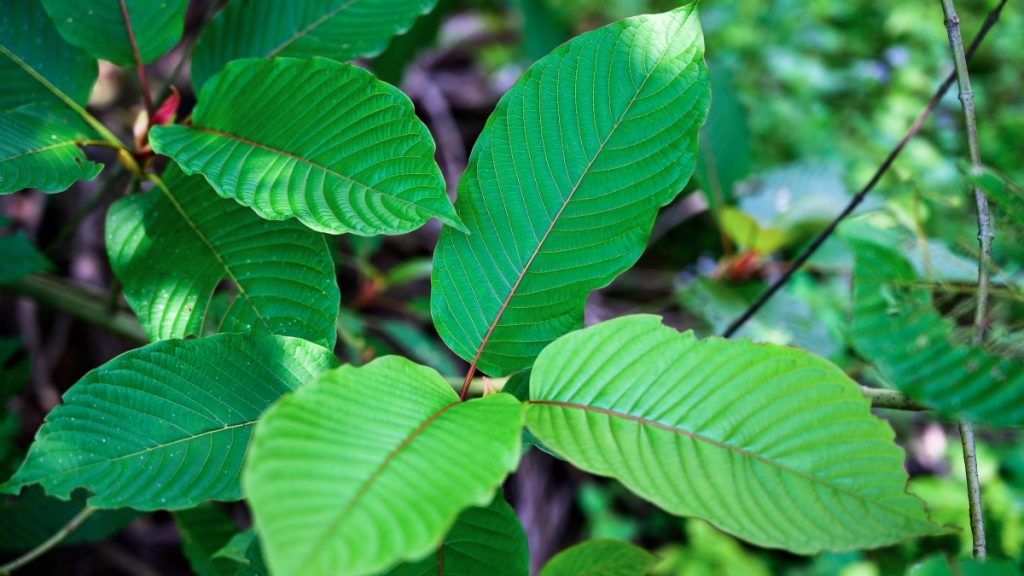 10 Health Benefits Of Mitragyna Speciosa That Make It Medically Safe