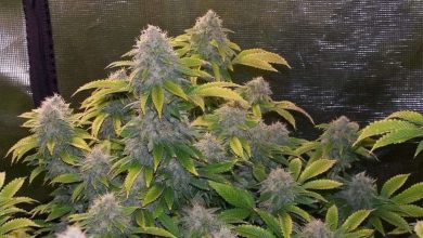 Photo of Bruce Banner 2.0 Feminized