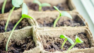 Photo of Some Seedling Problems