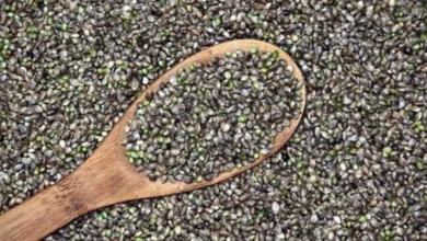 Photo of What are Feminized Seeds?