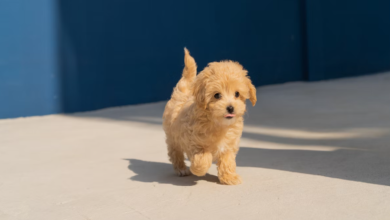 Photo of 5 Tips for Getting Your New Puppy Ready for the First Day