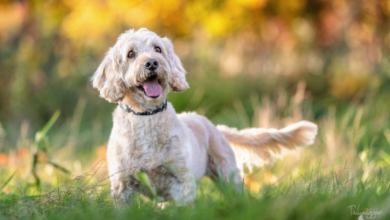 Photo of My Thoughts On Dogs? | My Picks For The Next Year