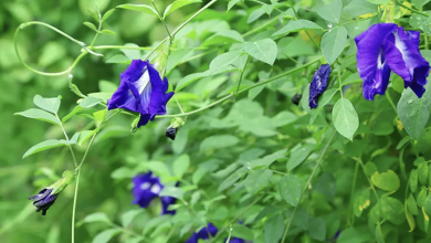 Photo of New Achievement on Natural Blue Pigment: Binmei Butterfly Pea Flower Extract