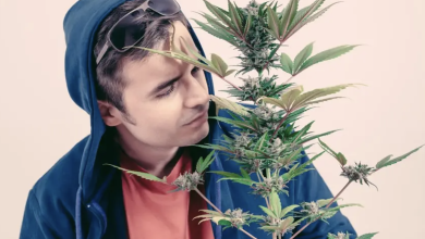 Photo of What’s the Process of Finding and Ordering Autoflowering Seeds?