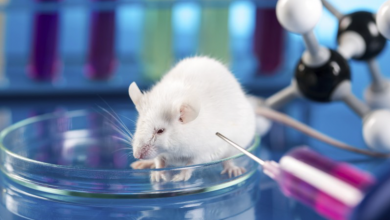 Photo of Recent Advances in Mouse Models for the Study of Human Coronavirus Infectious Diseases