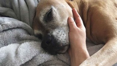 Photo of A Small Guide on how to Take Proper Care of your Beloved Pet