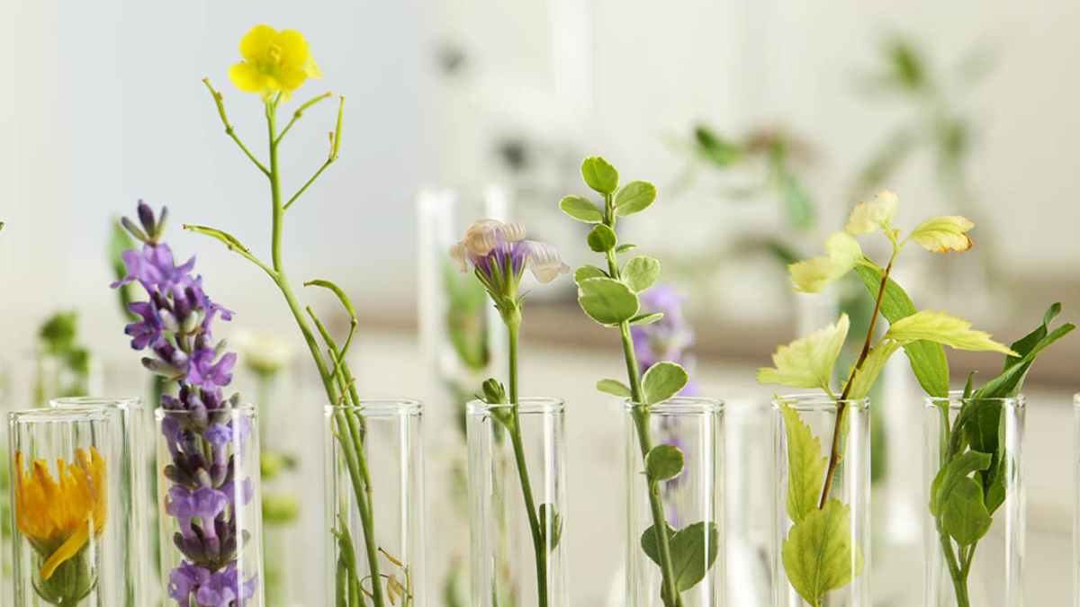 Why are Plants Essential for Life? (According to Science) IMC Grupo