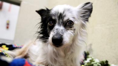 Photo of How Animal Shelters Help Control Overpopulation and Prevent Abandonment