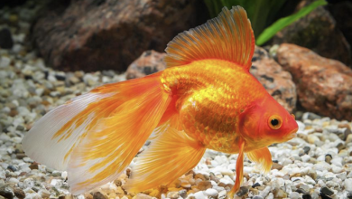 Photo of The Lifespan of Pet Fish: How Long Do They Really Live