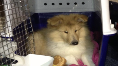 Photo of 6 Steps to Prepare Your Dog for International Air Travel (PLUS the Benefits of Pet Transportation Services)