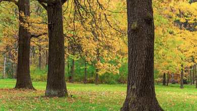 Photo of Inside the Verdant Canopy of Seven Leaves