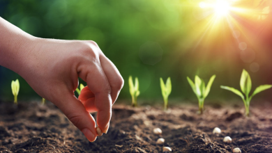 Photo of Organic Seed Starting: Road to Successful Seed Germination