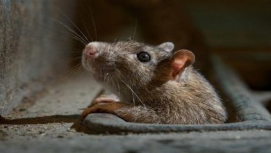 Photo of 10 Effective Rodent Control Tips