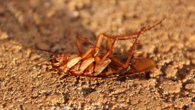 Photo of 5 Reasons Why the Experts Don’t Want You to Use DIY Pesticides