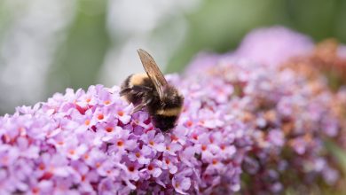 Photo of Mark Lyttleton: Percent For Good Supports The Bumblebee Conservation Trust
