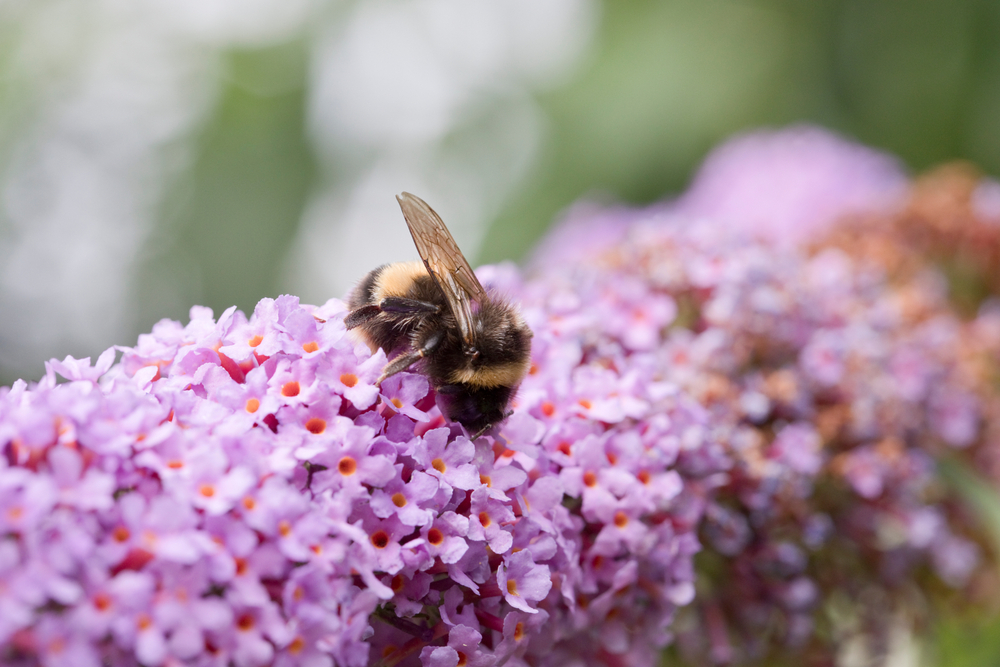 Mark Lyttleton Percent For Good Supports The Bumblebee Conservation Trust
