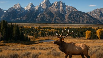 Photo of Hampton Luzak: Wildlife Viewing Considerations Across Wyoming