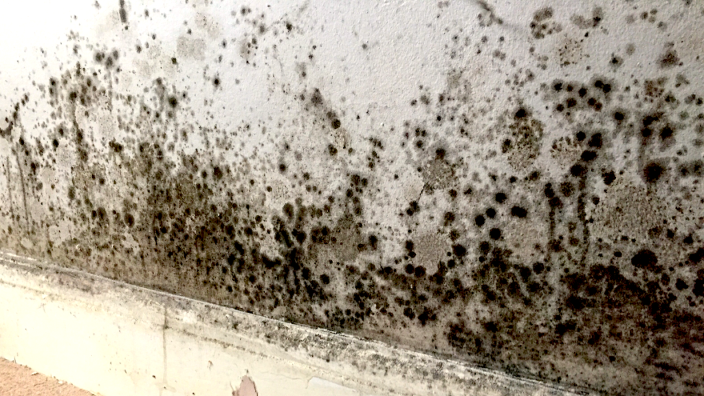 Image 1 of Mold Infestations in Florida Homes: Expert Removal, Remediation, and Prevention Strategies