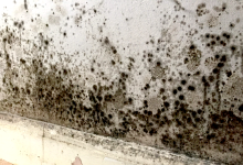 Photo of Mold Infestations in Florida Homes: Expert Removal, Remediation, and Prevention Strategies