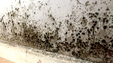 Photo of Mold Infestations in Florida Homes: Expert Removal, Remediation, and Prevention Strategies