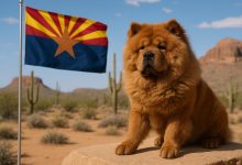 Photo of Dog Laws in Arizona You Need to Know for Chow Chows