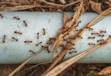 Photo of What Attracts Ants To Your Home?