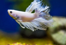 Photo of Discover the Enchanting World of Betta Fish: A Guide to Online Purchases