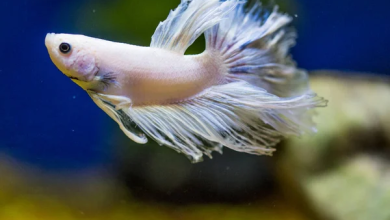 Photo of Discover the Enchanting World of Betta Fish: A Guide to Online Purchases