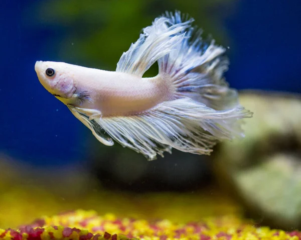 Image 1 of Discover the Enchanting World of Betta Fish: A Guide to Online Purchases