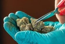 Photo of Sour Diesel And Other Classic Strains: What Makes Them Memorable?