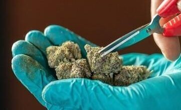 Photo of Sour Diesel And Other Classic Strains: What Makes Them Memorable?