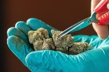 Image 1 of Sour Diesel And Other Classic Strains: What Makes Them Memorable?